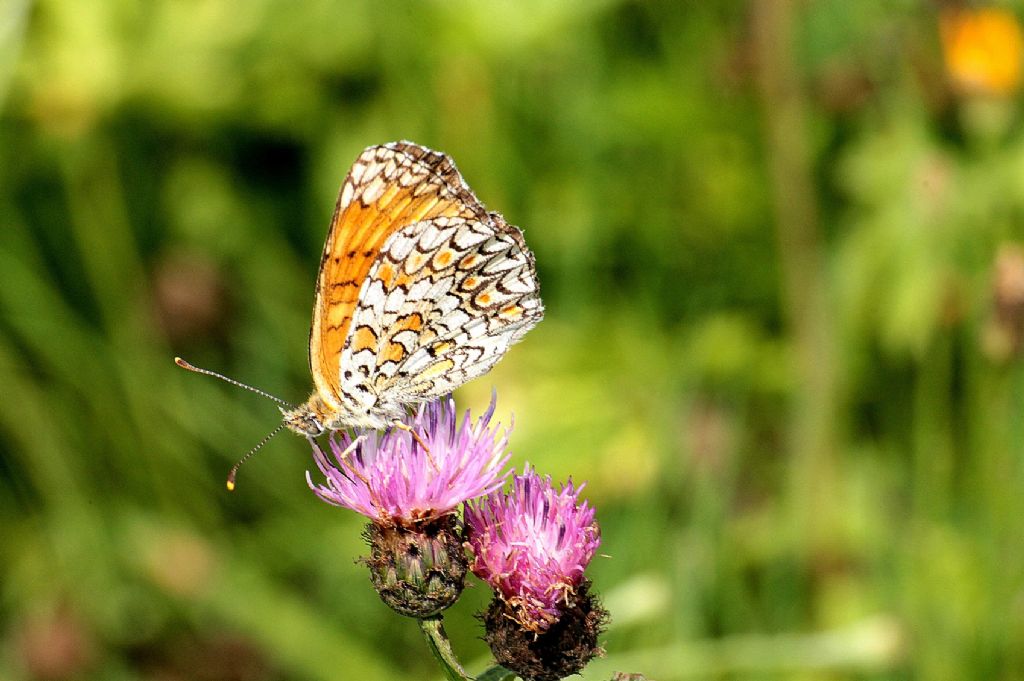 Melitaea phoebe?